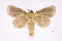  (Drugera mimicaDHJ02 - INB0004265521)  @15 [ ] Copyright (2012) I. Chacon Instituto Nacional de Biodiversidad