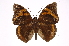  ( - INB0004269208)  @14 [ ] Copyright (2012) I. Chacon Instituto Nacional de Biodiversidad