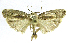  (Antaeotricha frontalisEPR03 - INB0004269388)  @14 [ ] CreativeCommons - Attribution Non-Commercial Share-Alike  National Biodiversity Institute of Costa Rica National Biodiversity Institute of Costa Rica