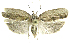  (Antaeotricha phillipsEPR12 - INB0004269391)  @13 [ ] CreativeCommons - Attribution Non-Commercial Share-Alike  National Biodiversity Institute of Costa Rica National Biodiversity Institute of Costa Rica
