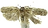 (Antaeotricha BioAlfa114 - INB0004269399)  @14 [ ] CreativeCommons - Attribution Non-Commercial Share-Alike  National Biodiversity Institute of Costa Rica National Biodiversity Institute of Costa Rica