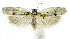  (Antaeotricha phillipsEPR15 - INB0004269400)  @12 [ ] CreativeCommons - Attribution Non-Commercial Share-Alike  National Biodiversity Institute of Costa Rica National Biodiversity Institute of Costa Rica