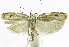  (Antaeotricha phillips8320 - INB0004269401)  @13 [ ] CreativeCommons - Attribution Non-Commercial Share-Alike  National Biodiversity Institute of Costa Rica National Biodiversity Institute of Costa Rica