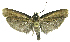  (Antaeotricha ianthina3947 - INB0004269403)  @13 [ ] CreativeCommons - Attribution Non-Commercial Share-Alike  National Biodiversity Institute of Costa Rica National Biodiversity Institute of Costa Rica