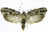  (Ethmia lichyiEPR02 - INB0004269406)  @11 [ ] CreativeCommons - Attribution Non-Commercial Share-Alike  National Biodiversity Institute of Costa Rica National Biodiversity Institute of Costa Rica