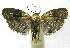  (RectiostemaEPR01 phillipsEPR027 - INB0004269428)  @14 [ ] CreativeCommons - Attribution Non-Commercial Share-Alike  National Biodiversity Institute of Costa Rica National Biodiversity Institute of Costa Rica