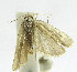  (Antaeotricha phillipsEPR18 - INB0004269435)  @11 [ ] CreativeCommons - Attribution Non-Commercial Share-Alike  National Biodiversity Institute of Costa Rica National Biodiversity Institute of Costa Rica