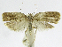  (Antaeotricha phillipsEPR19 - INB0004269436)  @11 [ ] CreativeCommons - Attribution Non-Commercial Share-Alike  National Biodiversity Institute of Costa Rica National Biodiversity Institute of Costa Rica