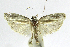  (Antaeotricha phillipsEPR20 - INB0004269437)  @11 [ ] CreativeCommons - Attribution Non-Commercial Share-Alike  National Biodiversity Institute of Costa Rica National Biodiversity Institute of Costa Rica