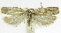 (Antaeotricha phillipsEPR21 - INB0004269438)  @11 [ ] CreativeCommons - Attribution Non-Commercial Share-Alike  National Biodiversity Institute of Costa Rica National Biodiversity Institute of Costa Rica
