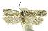  (Antaeotricha phillipsEPR22 - INB0004269439)  @11 [ ] CreativeCommons - Attribution Non-Commercial Share-Alike  National Biodiversity Institute of Costa Rica National Biodiversity Institute of Costa Rica