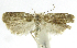  (Antaeotricha phillipsEPR24 - INB0004269441)  @12 [ ] CreativeCommons - Attribution Non-Commercial Share-Alike  National Biodiversity Institute of Costa Rica National Biodiversity Institute of Costa Rica
