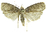  (Stenoma phillipsEPR31 - INB0004269448)  @14 [ ] CreativeCommons - Attribution Non-Commercial Share-Alike  National Biodiversity Institute of Costa Rica National Biodiversity Institute of Costa Rica