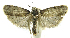  (Cerconota phillipsEPR11 - INB0004269457)  @13 [ ] CreativeCommons - Attribution Non-Commercial Share-Alike  National Biodiversity Institute of Costa Rica National Biodiversity Institute of Costa Rica