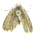  (Anadasmus phillipsEPR02 - INB0004269458)  @13 [ ] CreativeCommons - Attribution Non-Commercial Share-Alike  National Biodiversity Institute of Costa Rica National Biodiversity Institute of Costa Rica
