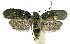  (Stenoma phillipsEPR34 - INB0004269462)  @13 [ ] CreativeCommons - Attribution Non-Commercial Share-Alike  National Biodiversity Institute of Costa Rica National Biodiversity Institute of Costa Rica
