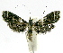  (Aulacodes phillipsEPR5087 - INB0004269494)  @13 [ ] CreativeCommons - Attribution Non-Commercial Share-Alike  National Biodiversity Institute of Costa Rica National Biodiversity Institute of Costa Rica