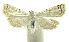  (Neurophyseta phillipsEPR20 - INB0004269495)  @13 [ ] CreativeCommons - Attribution Non-Commercial Share-Alike  National Biodiversity Institute of Costa Rica National Biodiversity Institute of Costa Rica