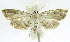  (Neurophyseta phillipsEPR18 - INB0004269502)  @12 [ ] CreativeCommons - Attribution Non-Commercial Share-Alike  National Biodiversity Institute of Costa Rica National Biodiversity Institute of Costa Rica