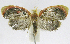 ( - INB0004269503)  @13 [ ] CreativeCommons - Attribution Non-Commercial Share-Alike  National Biodiversity Institute of Costa Rica National Biodiversity Institute of Costa Rica