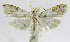  (Neurophyseta phillipsEPR09 - INB0004269511)  @13 [ ] CreativeCommons - Attribution Non-Commercial Share-Alike  National Biodiversity Institute of Costa Rica National Biodiversity Institute of Costa Rica