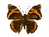  ( - INB0004269788)  @14 [ ] Copyright (2012) J. Montero Instituto Nacional de Biodiversidad