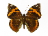  ( - INB0004269938)  @14 [ ] Copyright (2012) J. Montero Instituto Nacional de Biodiversidad