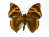  ( - INB0004269967)  @14 [ ] Copyright (2012) J. Montero Instituto Nacional de Biodiversidad