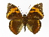  ( - INB0004269978)  @14 [ ] Copyright (2012) J. Montero Instituto Nacional de Biodiversidad