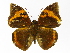  ( - INB0004270052)  @14 [ ] Copyright (2012) J. Montero Instituto Nacional de Biodiversidad