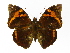  ( - INB0004270374)  @14 [ ] Copyright (2012) J. Montero Instituto Nacional de Biodiversidad