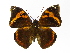  ( - INB0004270535)  @14 [ ] Copyright (2012) J. Montero Instituto Nacional de Biodiversidad