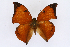  ( - INB0004273139)  @13 [ ] CreativeCommons - Attribution Non-Commercial Share-Alike  National Biodiversity Institute of Costa Rica National Biodiversity Institute of Costa Rica