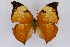  ( - INB0004273143)  @14 [ ] CreativeCommons - Attribution Non-Commercial Share-Alike  National Biodiversity Institute of Costa Rica National Biodiversity Institute of Costa Rica