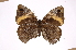  ( - INB0004273588)  @14 [ ] Copyright (2012) I. Chacon Instituto Nacional de Biodiversidad