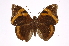  ( - INB0004273934)  @14 [ ] Copyright (2012) I. Chacon Instituto Nacional de Biodiversidad