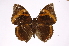  ( - INB0004273935)  @14 [ ] Copyright (2012) I. Chacon Instituto Nacional de Biodiversidad