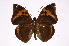  ( - INB0004278099)  @14 [ ] Copyright (2012) I. Chacon Instituto Nacional de Biodiversidad
