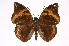  ( - INB0004278307)  @14 [ ] Copyright (2012) I. Chacon Instituto Nacional de Biodiversidad