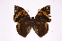  ( - INB0004302533)  @14 [ ] Copyright (2012) I. Chacon Instituto Nacional de Biodiversidad