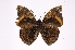 ( - INB0004302533)  @14 [ ] Copyright (2012) I. Chacon Instituto Nacional de Biodiversidad