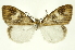 ( - INB0004370268)  @11 [ ] Copyright (2012) Juan Mata Lorenzen Unspecified