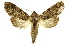  ( - INBIOCRI000213699)  @14 [ ] Copyright (2012) Juan Mata Lorenzen INBio
