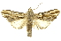  (Nycterotis sirena - INBIOCRI000217845)  @14 [ ] Copyright (2012) Juan Mata Lorenzen INBio