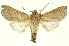  (Marthula chacon36 - INBIOCRI000241533)  @11 [ ] Copyright (2012) Juan Mata Lorenzen INBio