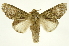  (Disphragis mullinsi - INBIOCRI000345836)  @11 [ ] Copyright (2012) J. Montero INBio