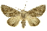  ( - INBIOCRI001211490)  @15 [ ] Copyright (2012) Juan Mata Lorenzen INBio