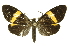  (Brachyglene albicephala - INBIOCRI001341682)  @15 [ ] Copyright (2012) Juan Mata Lorenzen Unspecified