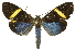  (Erbessa albilinea - INBIOCRI001341690)  @14 [ ] Copyright (2012) Juan Mata Lorenzen Unspecified