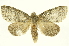  ( - INBIOCRI001357939)  @11 [ ] Copyright (2012) J. Montero INBio